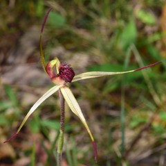 Caladenia australis