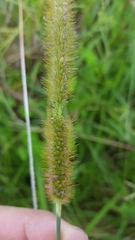 Setaria sphacelata image