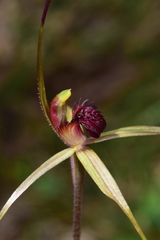 Caladenia australis