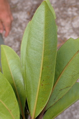 Baloghia pininsularis