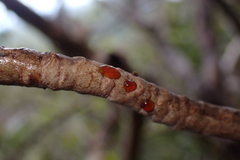 Baloghia pininsularis