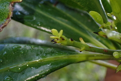 Baloghia pininsularis