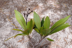 Baloghia pininsularis