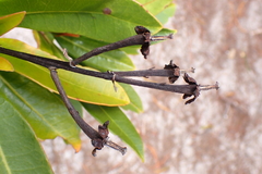 Baloghia pininsularis