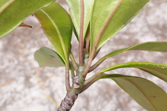 Baloghia pininsularis