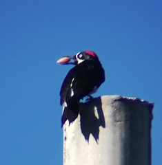 Melanerpes formicivorus