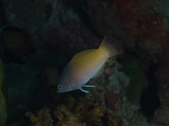 Halichoeres prosopeion