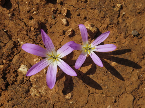Representative image of Colchicum filifolium