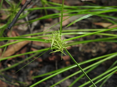 Cyperus bowmanni
