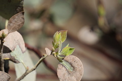 Arctostaphylos viscida