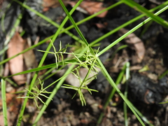 Cyperus bowmanni