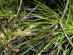 Cyperus bowmanni
