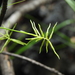 Cyperus bowmanni - Photo (c) Scott W. Gavins, alguns direitos reservados (CC BY-NC), uploaded by Scott W. Gavins