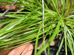 Cyperus bowmanni