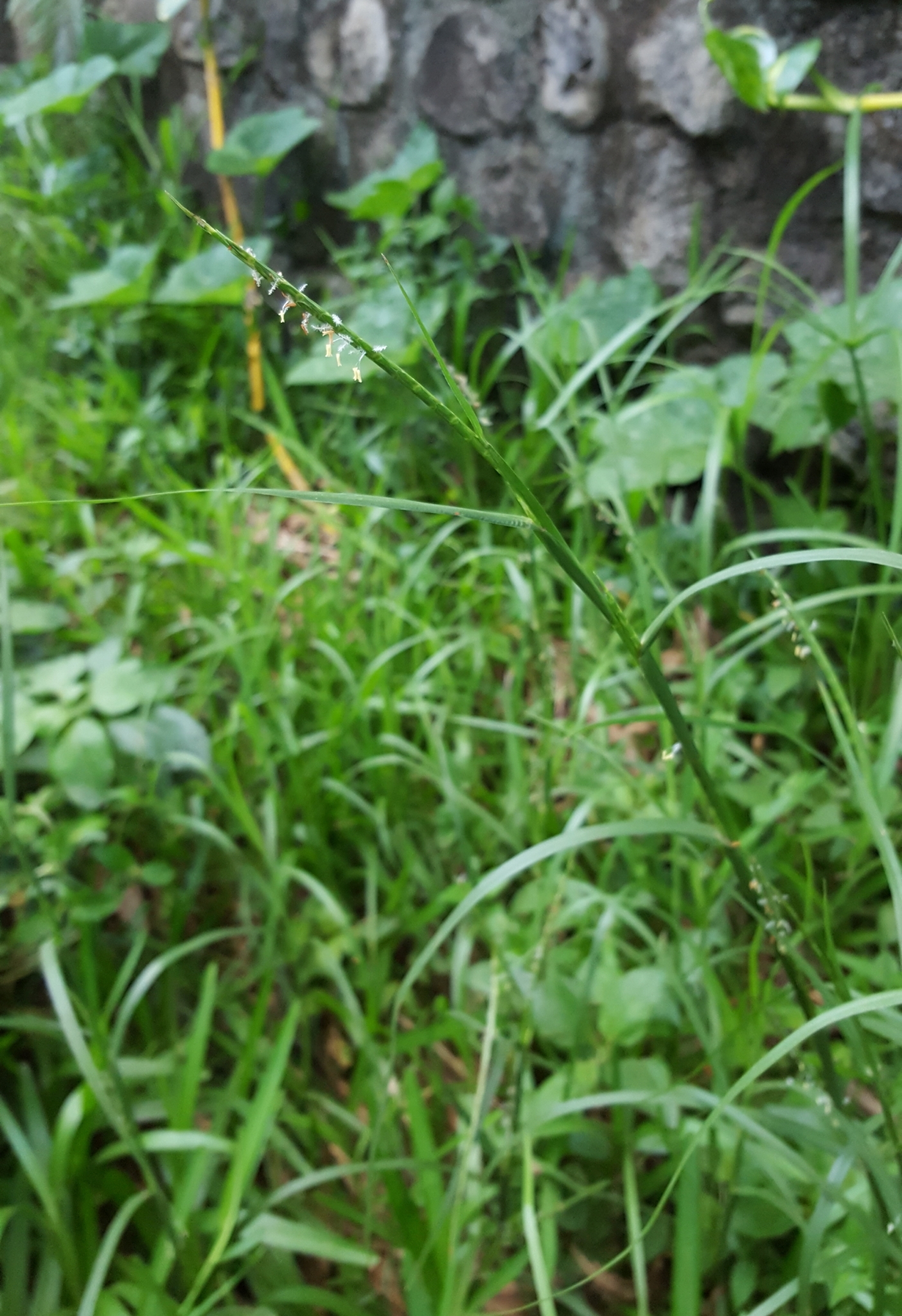 (c) François Rousseu, certains droits réservés (CC BY-NC) https://www.inaturalist.org/observations/105349871