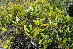 Cyclophyllum