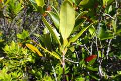Cyclophyllum