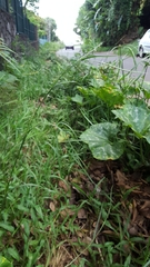 Hemarthria altissima