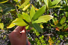 Cyclophyllum