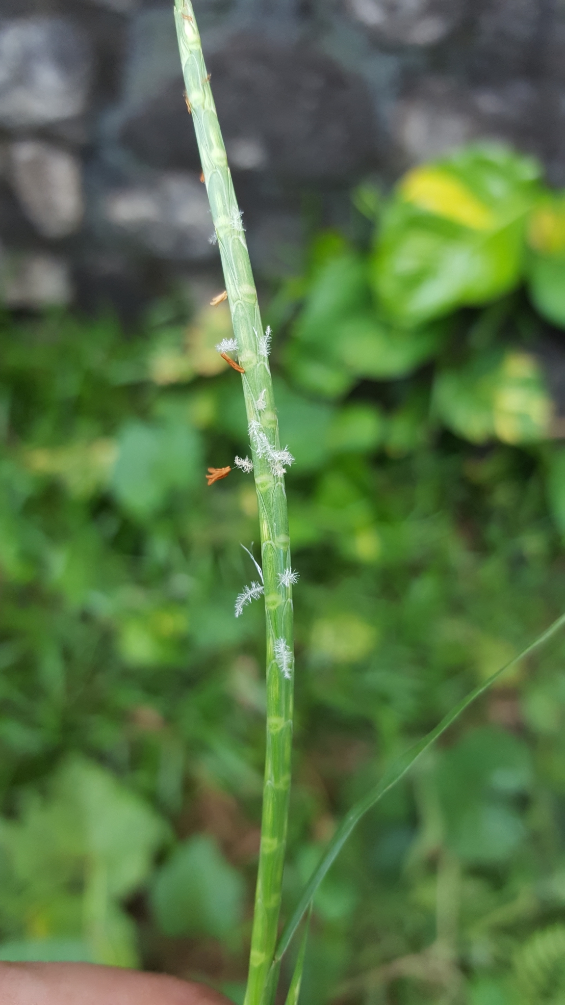 (c) François Rousseu, certains droits réservés (CC BY-NC) https://www.inaturalist.org/observations/105349871