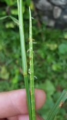 Hemarthria altissima