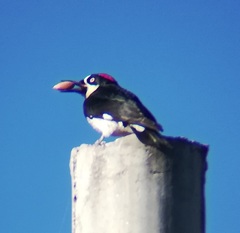 Melanerpes formicivorus