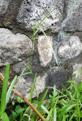 Hemarthria altissima