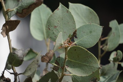 Arctostaphylos viscida