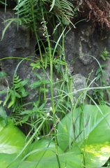 Hemarthria altissima