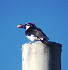 Melanerpes formicivorus