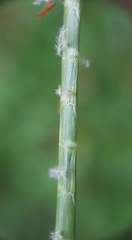 Hemarthria altissima