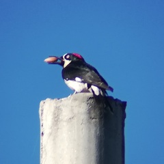 Melanerpes formicivorus