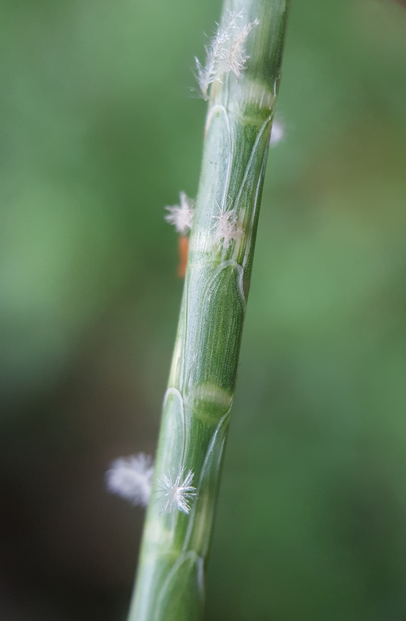 (c) François Rousseu, certains droits réservés (CC BY-NC) https://www.inaturalist.org/observations/105349871