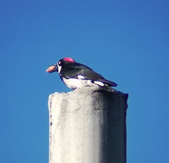 Melanerpes formicivorus