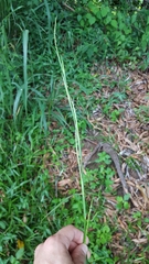 Hemarthria altissima