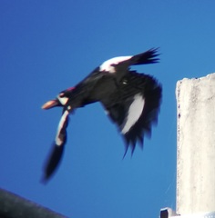 Melanerpes formicivorus