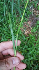 Hemarthria altissima