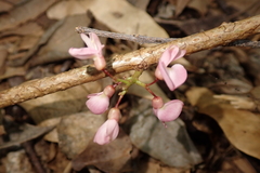 Derris trifoliata