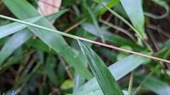 Microstegium ciliatum