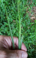 Hemarthria altissima