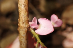 Derris trifoliata