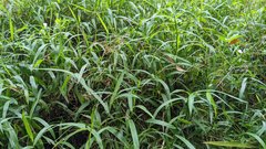 Microstegium ciliatum