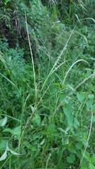 Hemarthria altissima