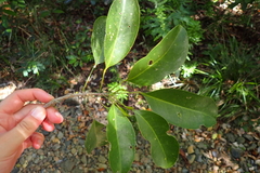 Sarcomelicope glauca