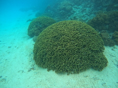 Porites cylindrica