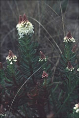 Stackhousia spathulata