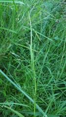 Hemarthria altissima