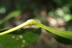 Sarcomelicope glauca