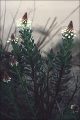 Stackhousia spathulata