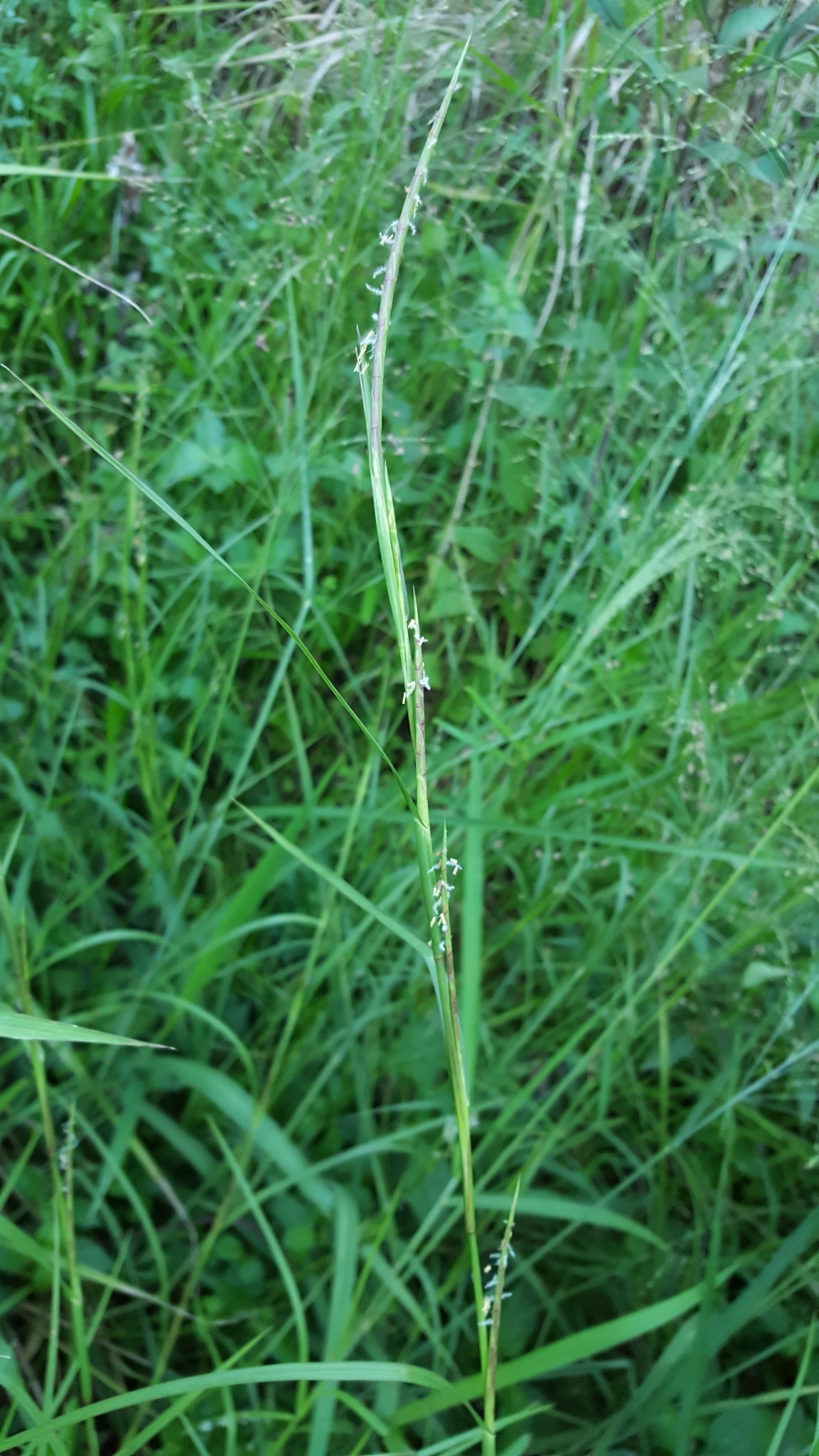 (c) François Rousseu, certains droits réservés (CC BY-NC) https://www.inaturalist.org/observations/105349871